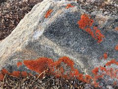 02A Orange Lichen On A Rock On Bylot Island On Day 3 Of Floe Edge Adventure Nunavut Canada